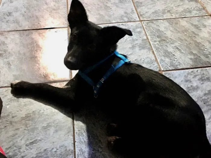 Cachorro ra a SRD-ViraLata idade 1 ano nome Toddy