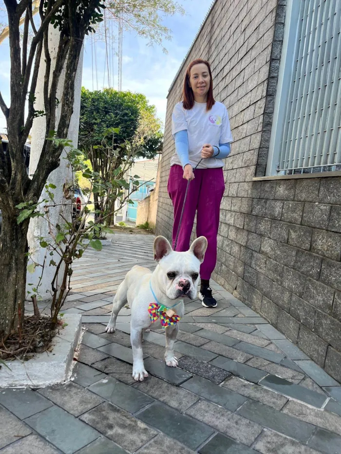 Cachorro ra a Bulldog idade 2 anos nome Apolo