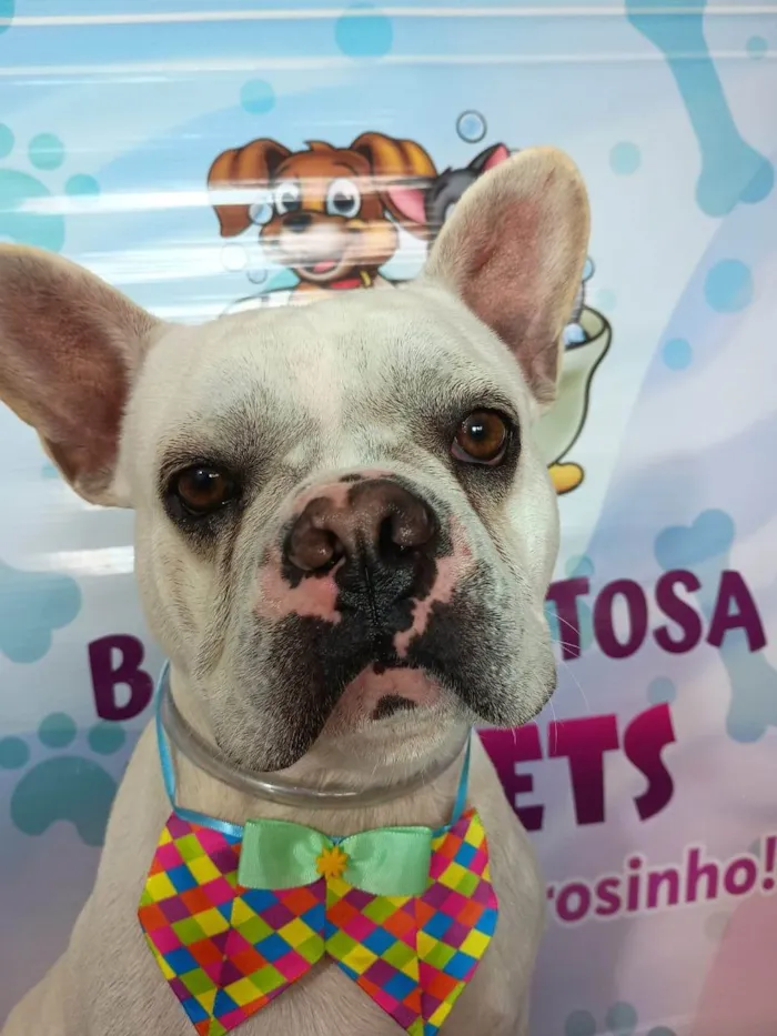 Cachorro ra a Bulldog idade 2 anos nome Apolo