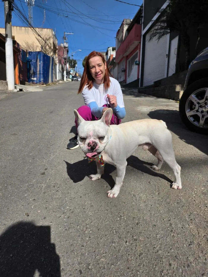 Cachorro ra a Bulldog idade 2 anos nome Apolo