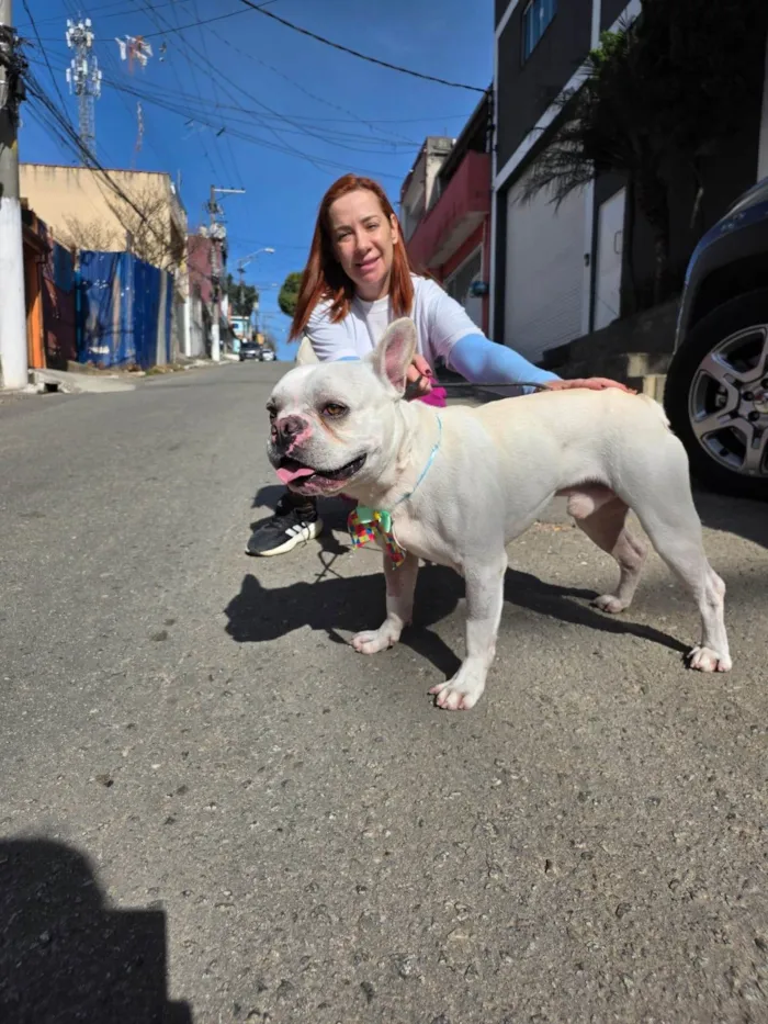 Cachorro ra a Bulldog idade 2 anos nome Apolo
