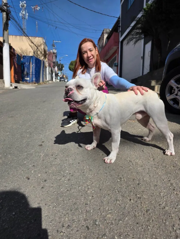 Cachorro ra a Bulldog idade 2 anos nome Apolo
