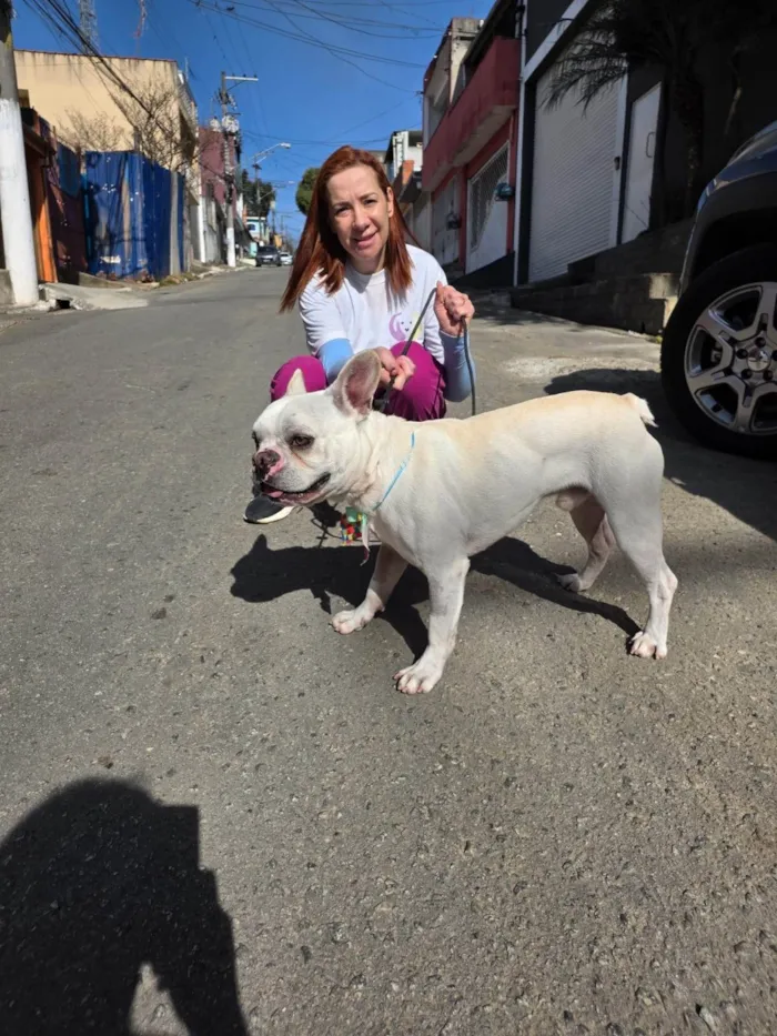 Cachorro ra a Bulldog idade 2 anos nome Apolo