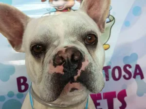 Cachorro raça Bulldog idade 2 anos nome Apolo