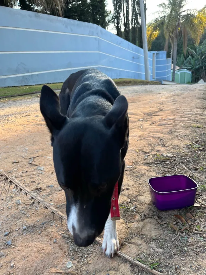 Cachorro ra a SRD-ViraLata idade 2 anos nome Sem nome