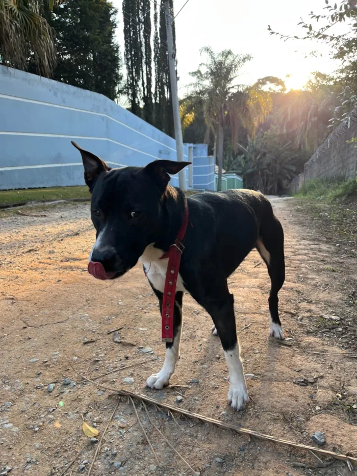 Cachorro ra a SRD-ViraLata idade 2 anos nome Sem nome