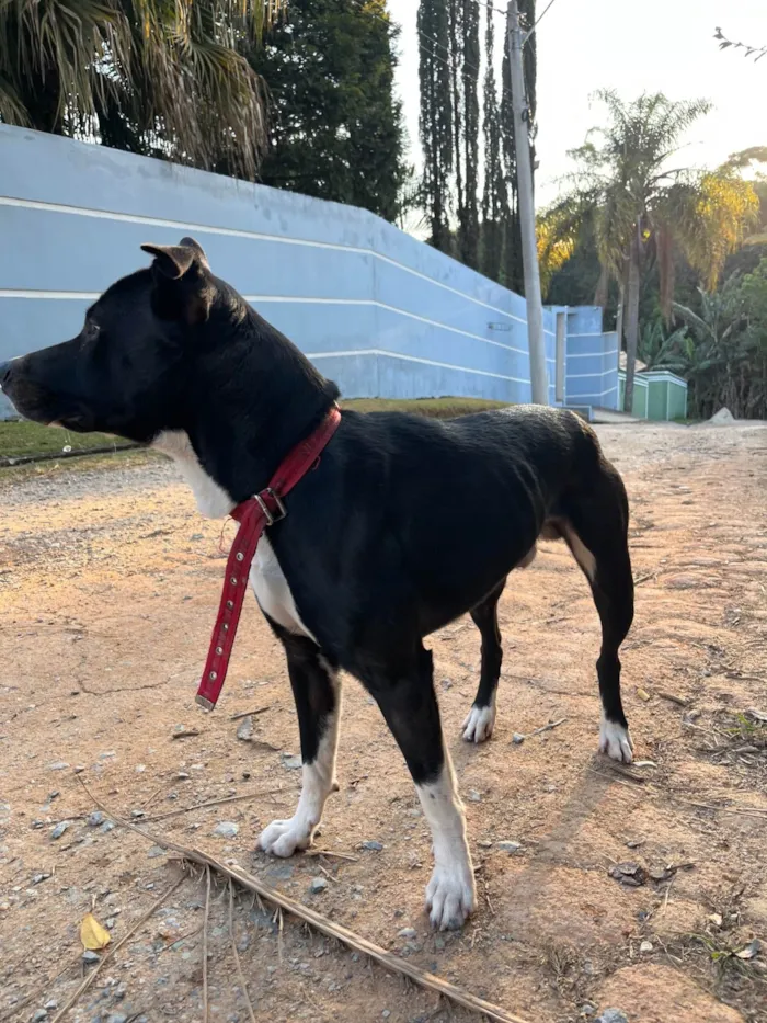 Cachorro ra a SRD-ViraLata idade 2 anos nome Sem nome