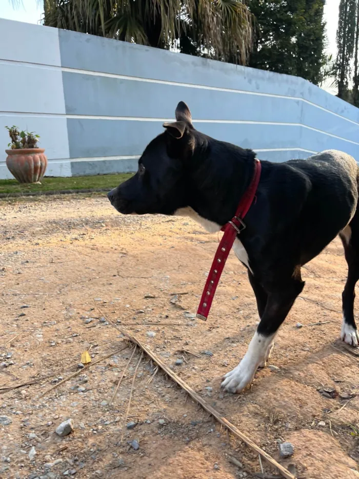 Cachorro ra a SRD-ViraLata idade 2 anos nome Sem nome