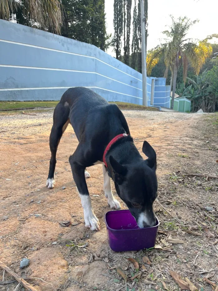 Cachorro ra a SRD-ViraLata idade 2 anos nome Sem nome
