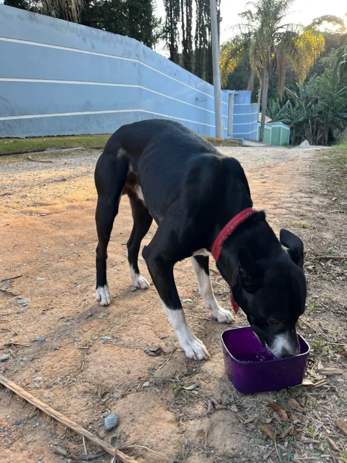 Cachorro ra a SRD-ViraLata idade 2 anos nome Sem nome
