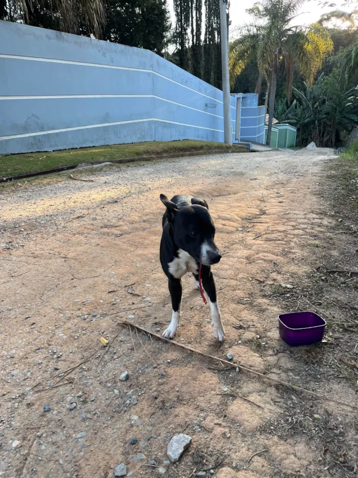 Cachorro ra a SRD-ViraLata idade 2 anos nome Sem nome