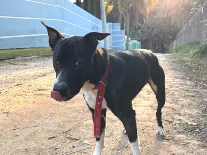 Cachorro raça SRD-ViraLata idade 2 anos nome Sem nome