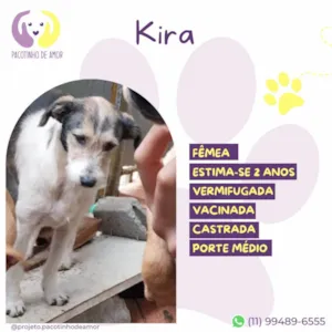 Cachorro raça SRD-ViraLata idade 2 anos nome Kira