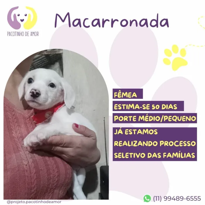 Cachorro ra a SRD-ViraLata idade Abaixo de 2 meses nome Macarronada