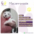 Macarronada