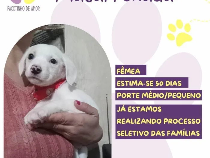 Cachorro ra a SRD-ViraLata idade Abaixo de 2 meses nome Macarronada