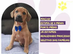 Cachorro raça SRD-ViraLata idade 2 a 6 meses nome Tag Barker