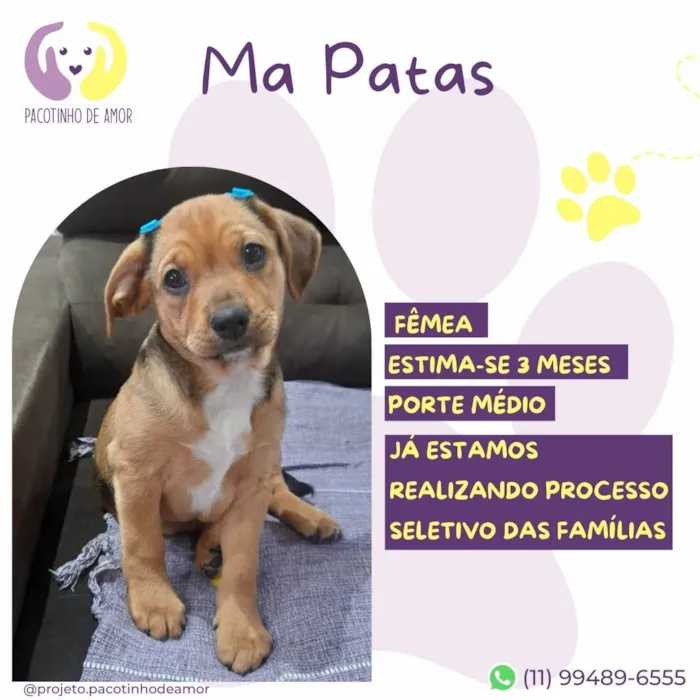 Cachorro ra a SRD-ViraLata idade 2 a 6 meses nome Ma Patas