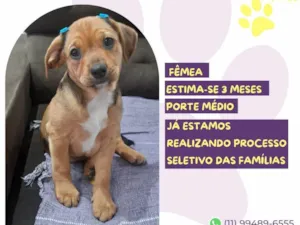 Cachorro raça SRD-ViraLata idade 2 a 6 meses nome Ma Patas