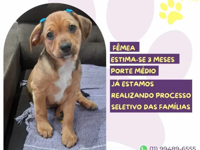 Cachorro ra a SRD-ViraLata idade 2 a 6 meses nome Ma Patas