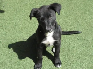 Cachorro raça SRD-ViraLata idade 2 a 6 meses nome Cindy