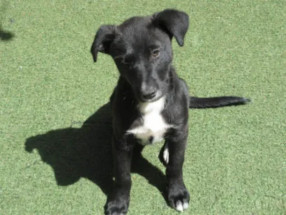 Cachorro raça SRD-ViraLata idade 2 a 6 meses nome Cindy