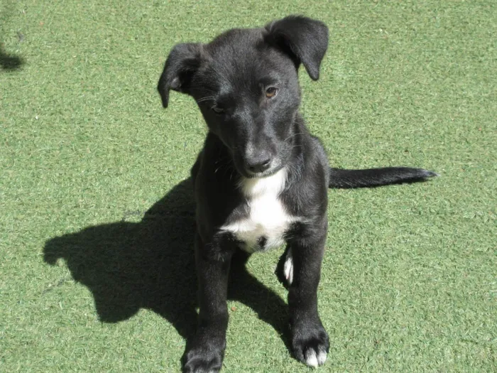 Cachorro ra a SRD-ViraLata idade 2 a 6 meses nome Cindy