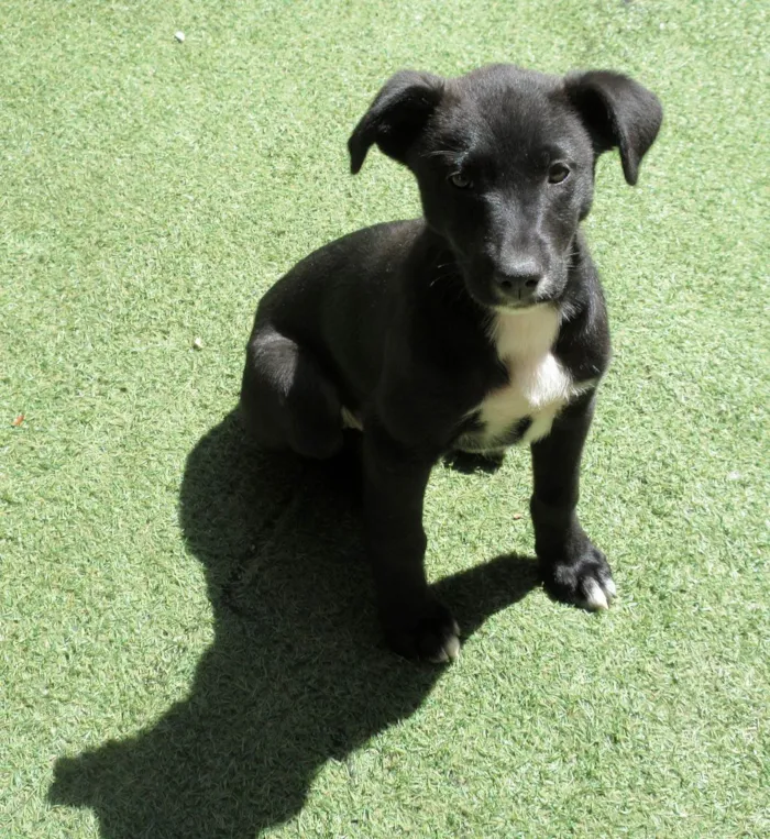 Cachorro ra a SRD-ViraLata idade 2 a 6 meses nome Cindy