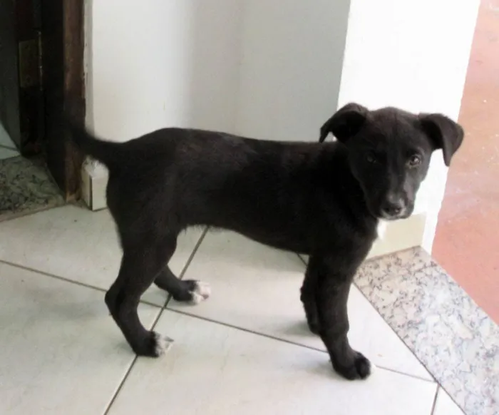 Cachorro ra a SRD-ViraLata idade 2 a 6 meses nome Cindy