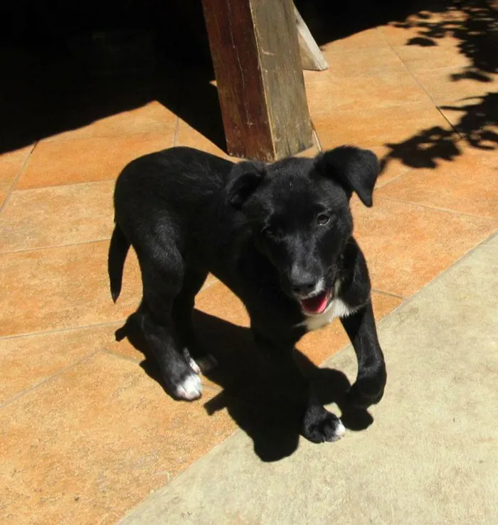 Cachorro ra a SRD-ViraLata idade 2 a 6 meses nome Cindy