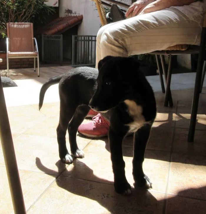Cachorro ra a SRD-ViraLata idade 2 a 6 meses nome Cindy