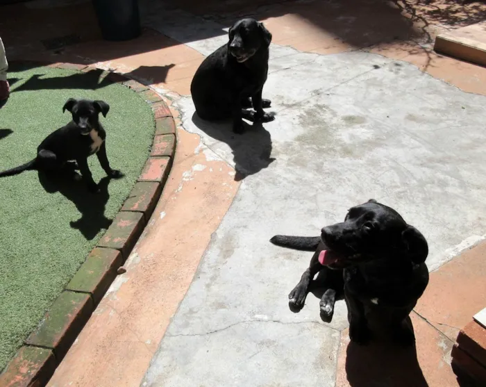Cachorro ra a SRD-ViraLata idade 2 a 6 meses nome Cindy