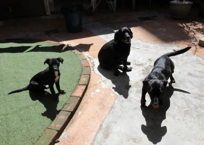 Cachorro ra a SRD-ViraLata idade 2 a 6 meses nome Cindy