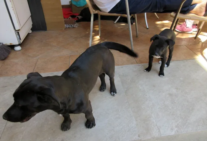 Cachorro ra a SRD-ViraLata idade 2 a 6 meses nome Cindy