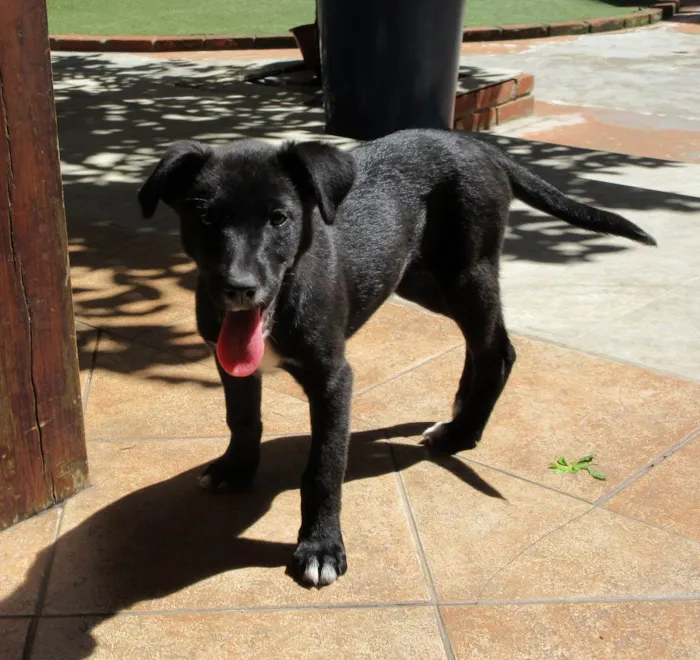 Cachorro ra a SRD-ViraLata idade 2 a 6 meses nome Cindy