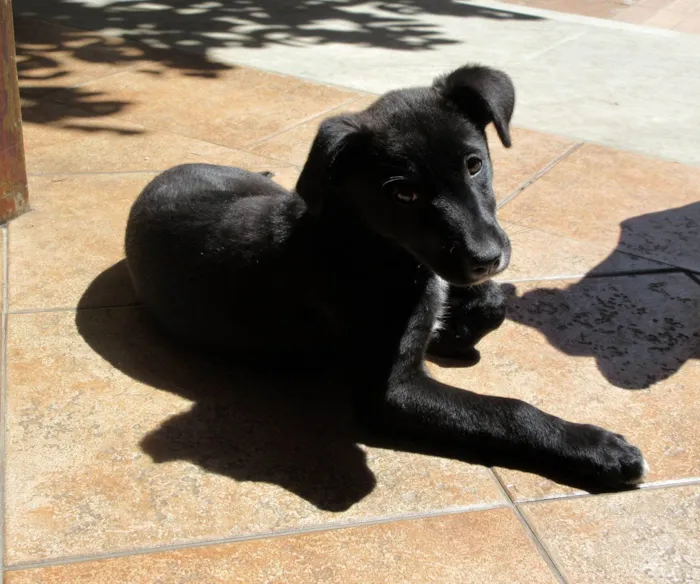 Cachorro ra a SRD-ViraLata idade 2 a 6 meses nome Cindy