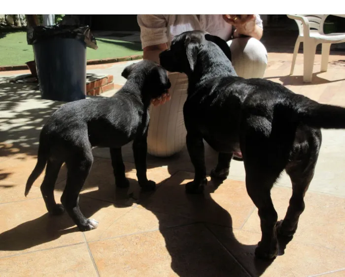 Cachorro ra a SRD-ViraLata idade 2 a 6 meses nome Cindy
