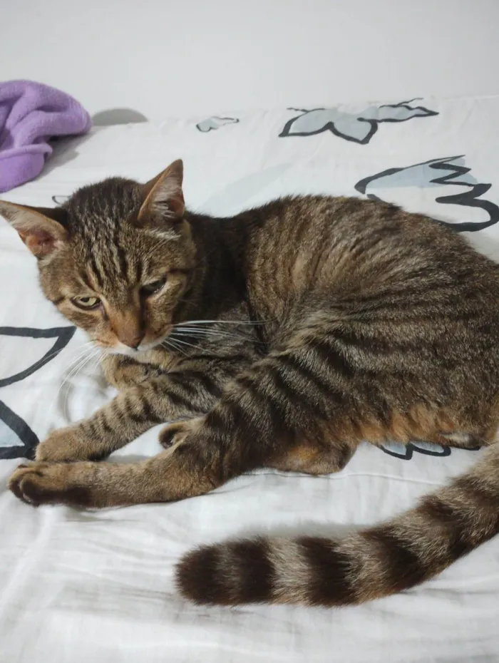 Gato ra a SRD-ViraLata idade 6 ou mais anos nome Lisco