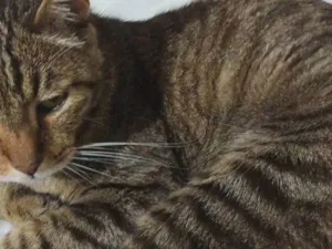 Gato raça SRD-ViraLata idade 6 ou mais anos nome Lisco