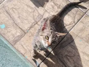Gato raça SRD-ViraLata idade 2 a 6 meses nome Moana