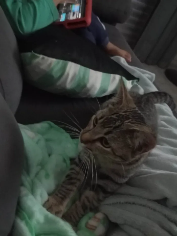 Gato ra a SRD-ViraLata idade 2 a 6 meses nome Moana