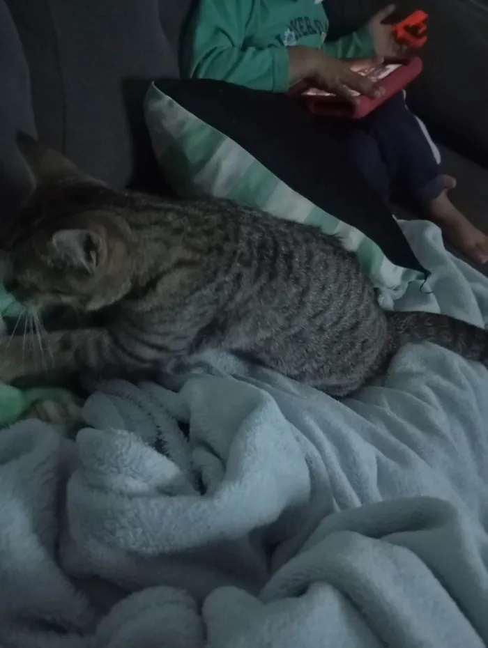 Gato ra a SRD-ViraLata idade 2 a 6 meses nome Moana