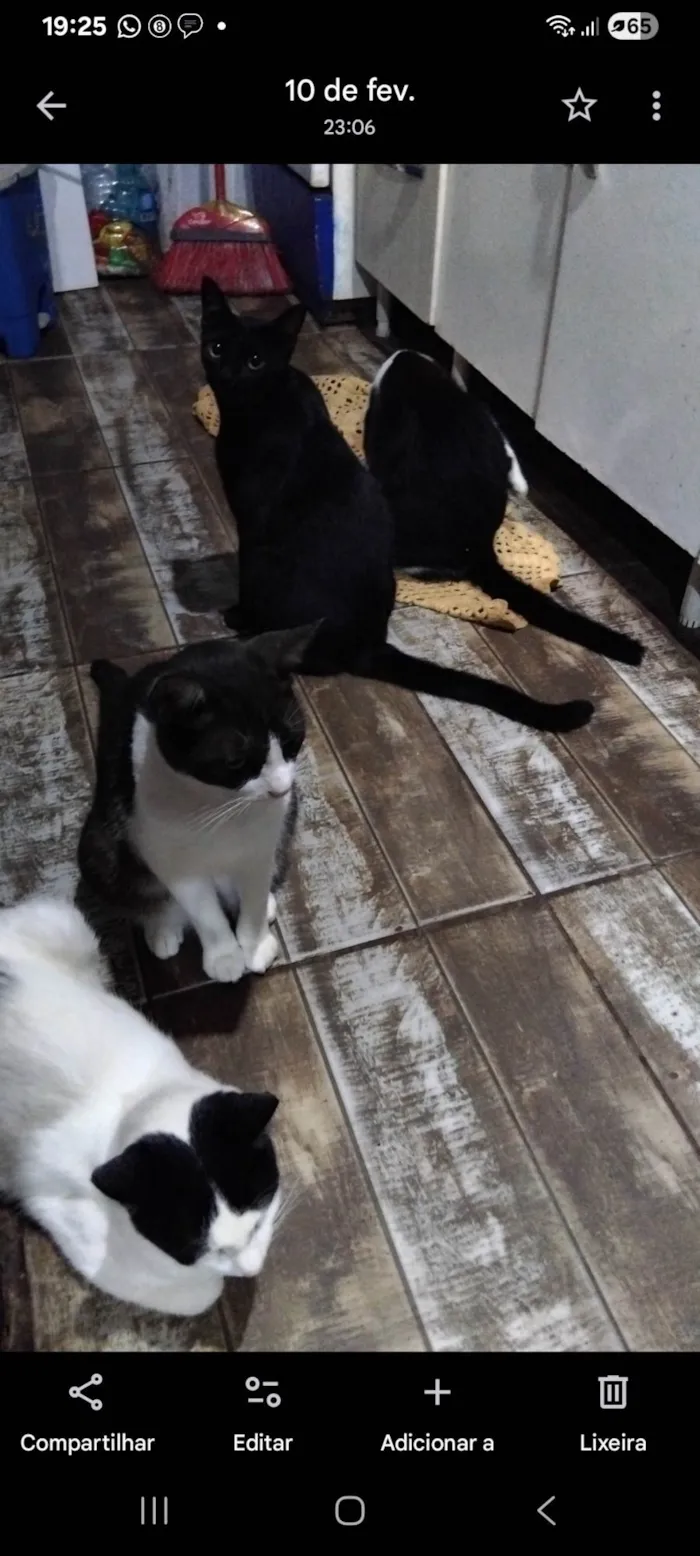 Gato ra a SRD-ViraLata idade 2 anos nome Preto