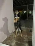 Pretinha