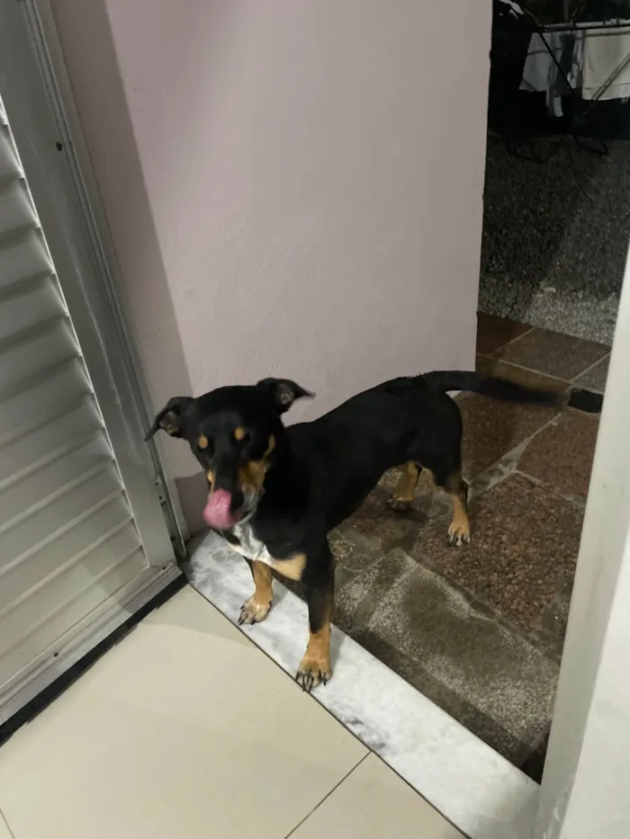 Cachorro ra a SRD-ViraLata idade 6 ou mais anos nome Pretinha 