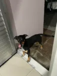 Pretinha