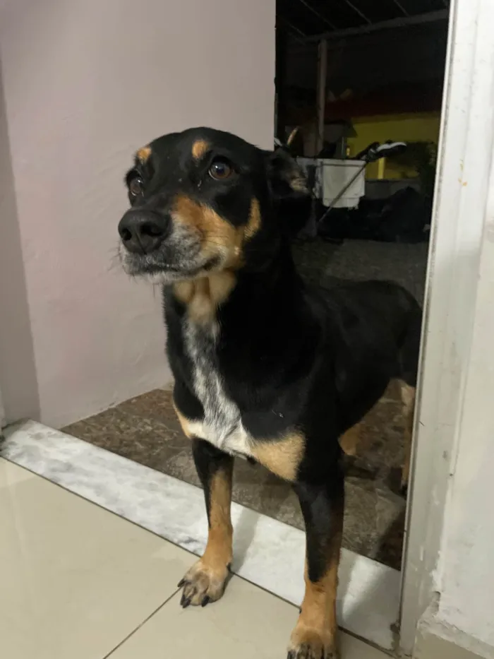 Cachorro ra a SRD-ViraLata idade 6 ou mais anos nome Pretinha 