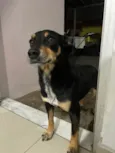 Pretinha