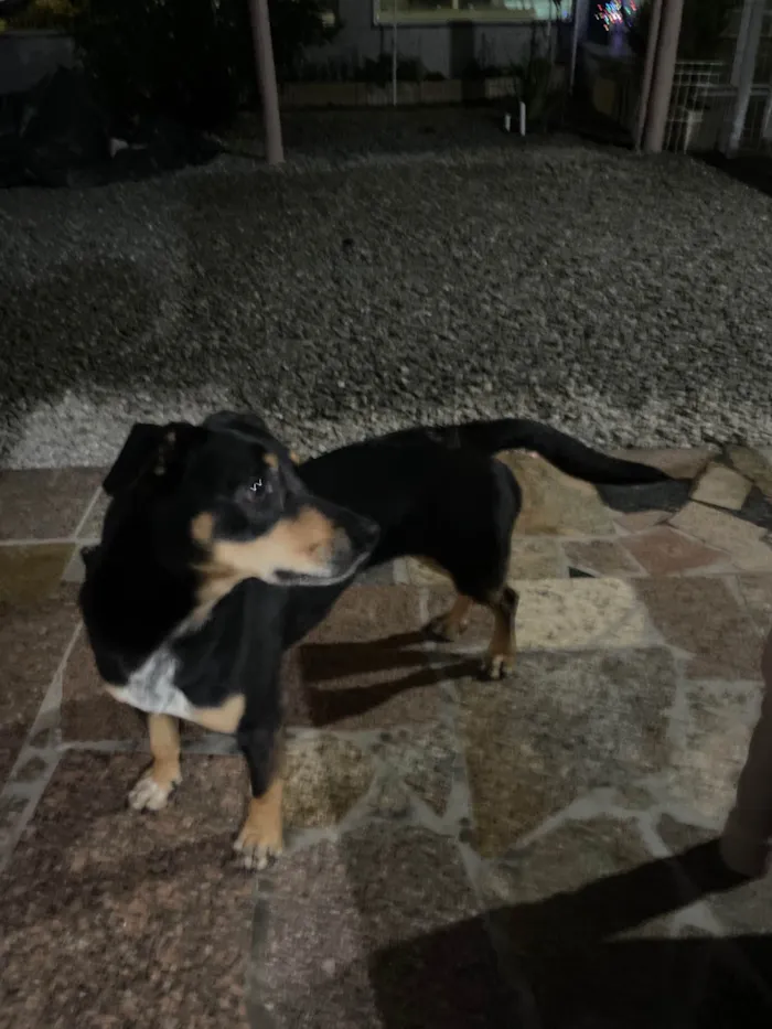 Cachorro ra a SRD-ViraLata idade 6 ou mais anos nome Pretinha 