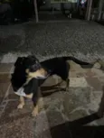 Pretinha
